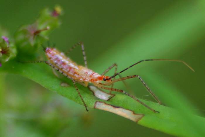 Larvae of Assassin Bug