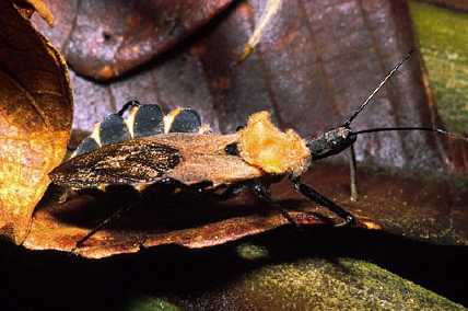 Assassin Bug