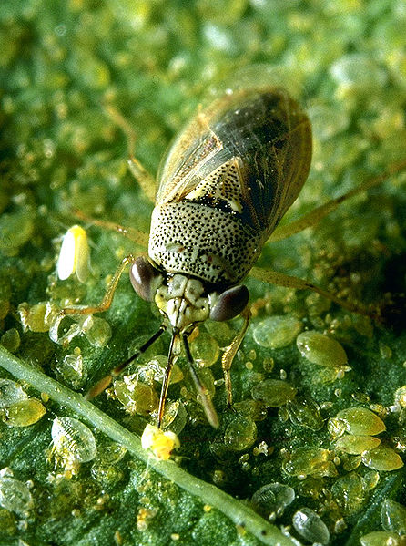 Big-eyed bug clearly showing large eyes