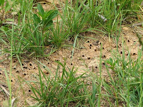 Bumblebee colony 2