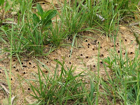 Bumblebee colony 2