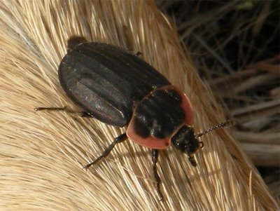 Red Breasted Carrion Beetle