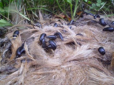 Carrion Beetle Carrion Beetle