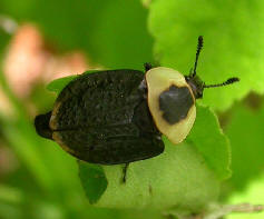 American Carrion Beetle