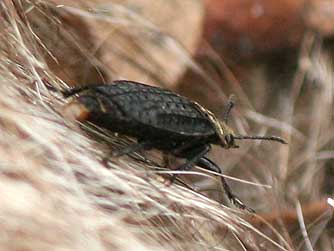 Northern Carrion Beetle