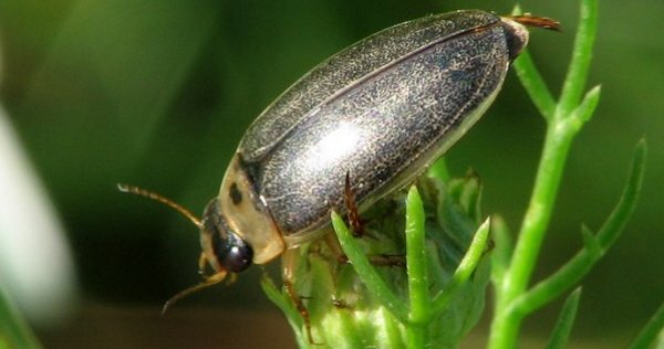 Diving Beetle