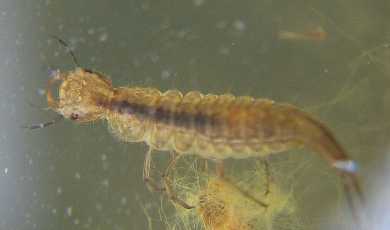 Diving Beetle larva