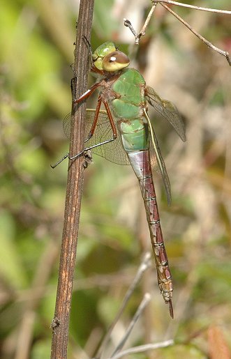 Common Green Darner