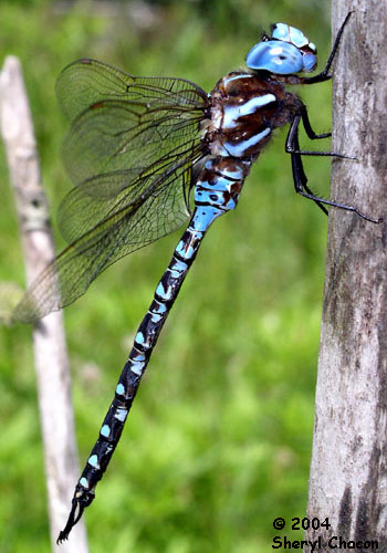 Blue Darner