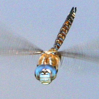 Blue Eyed Darner