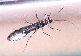 Stonefly