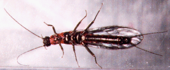 Stonefly