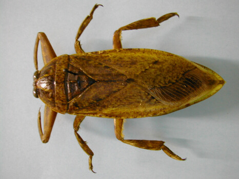 Waterbug