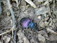 Boat Backed Ground Beetle