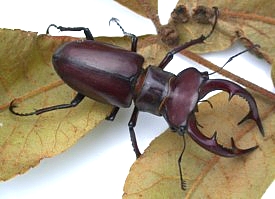 Elephant Stag Beetle