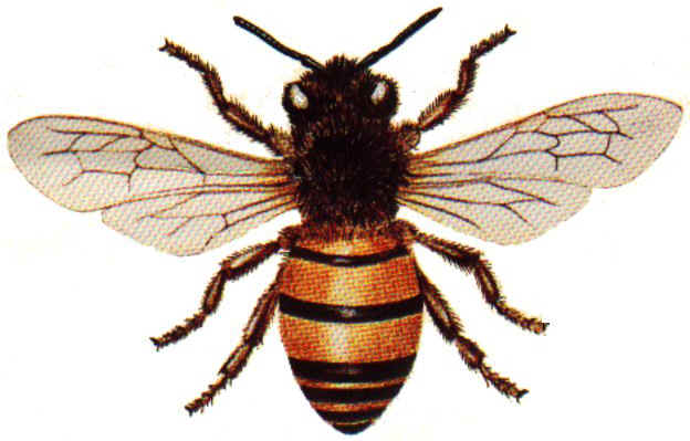 bee