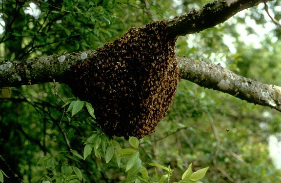 Honey Bee Hives