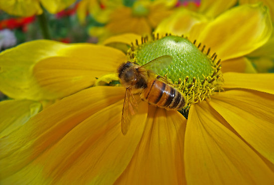 Honey bee pollinating