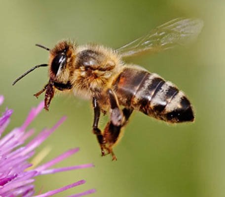 honey bee pollinating flower