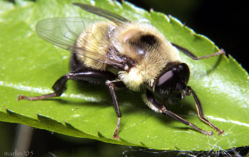 Syrphid Fly