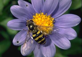 Syrphid Fly