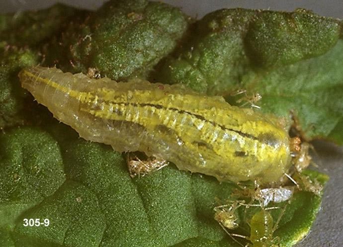 Syrphid Fly Larva