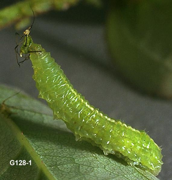 Syrphid Fly larva
