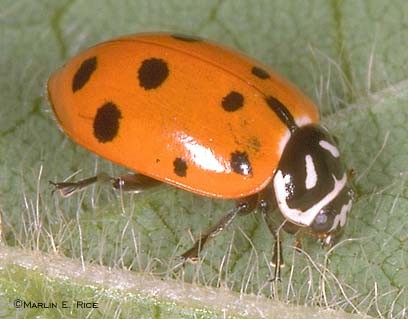 ladybug