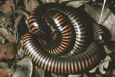 millipede