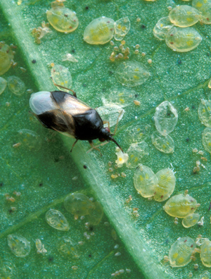 Pirate bug feeding on aphids