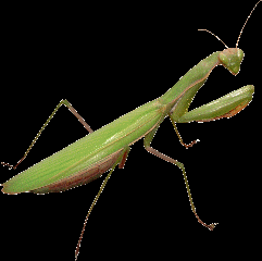 Praying Mantid