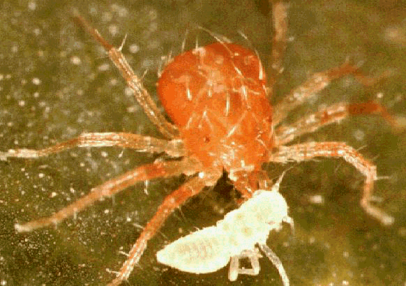 Predatory mites