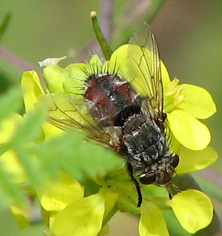 Tachnid fly