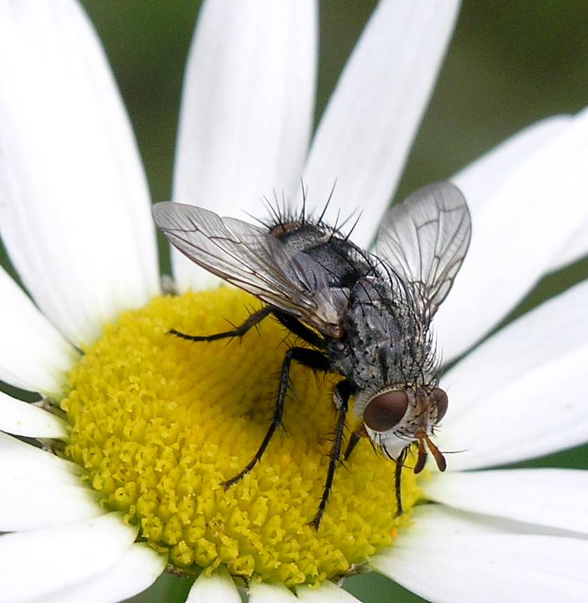 Tachnid fly