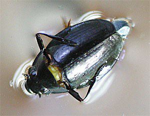 Whirligig Beetle