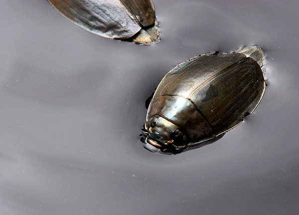 Whirligig Beetle