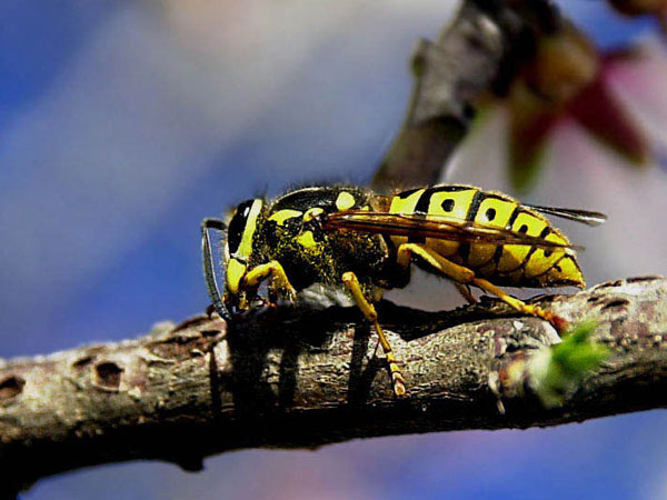 Yellow jacket