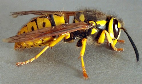 Yellow jacket