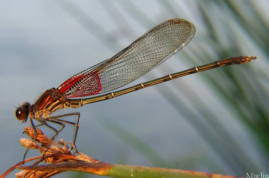 Damselfly