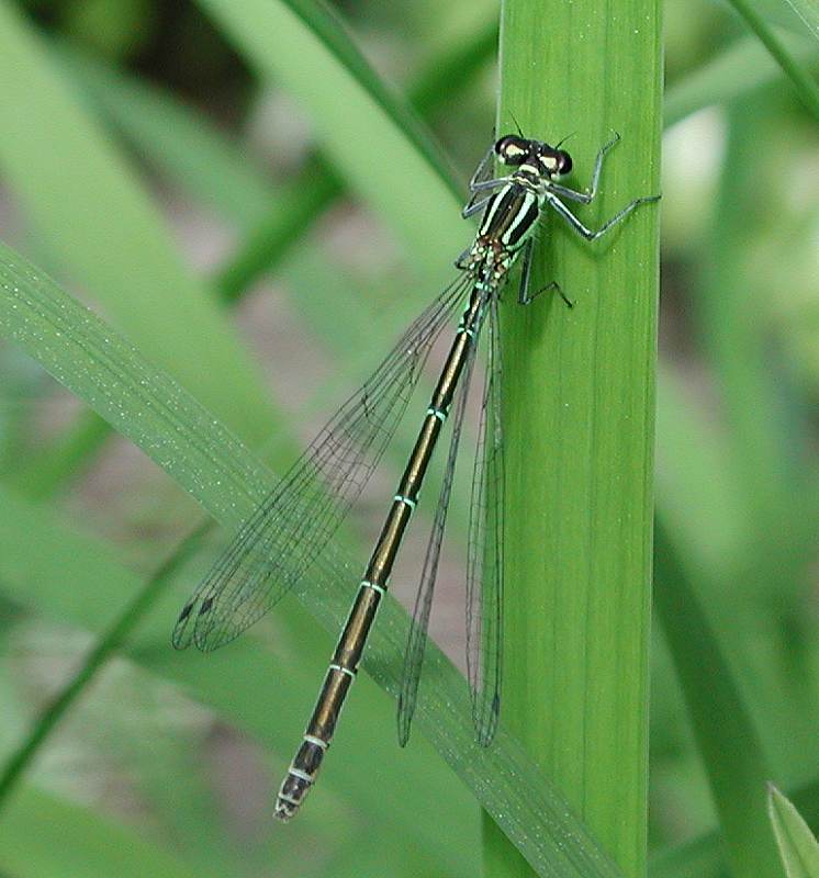 Damselfly