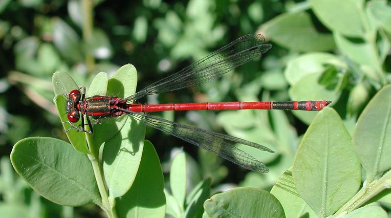 Damselfly