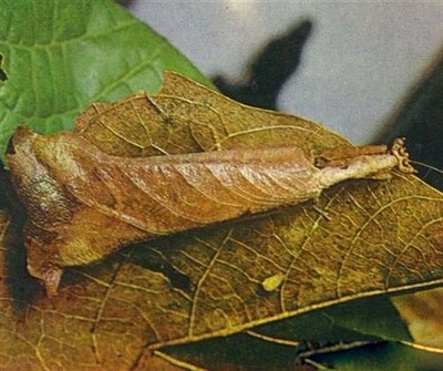 Insect camouflaged behind a leaf