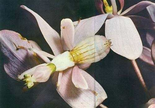 Insect disguised as a flower