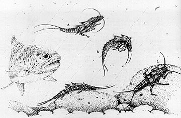 If you want to know more about how to be successful with stone fly nymphs, read "Guide to Aquatic Trout Foods" by Dave Whitlock. (Click here to BUY)